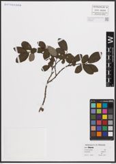 Foto von Salix cinerea L.